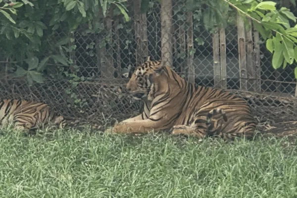 Safari World zwiedzaj z AsiaTrip.pl