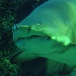 Shark swimming inside an aquarium at SEA LIFE Bangkok Ocean World