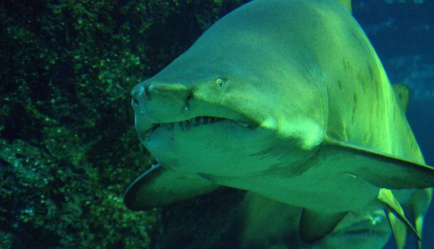 Shark swimming inside an aquarium at SEA LIFE Bangkok Ocean World