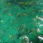 Tropical reef fish in clear water near Krabi