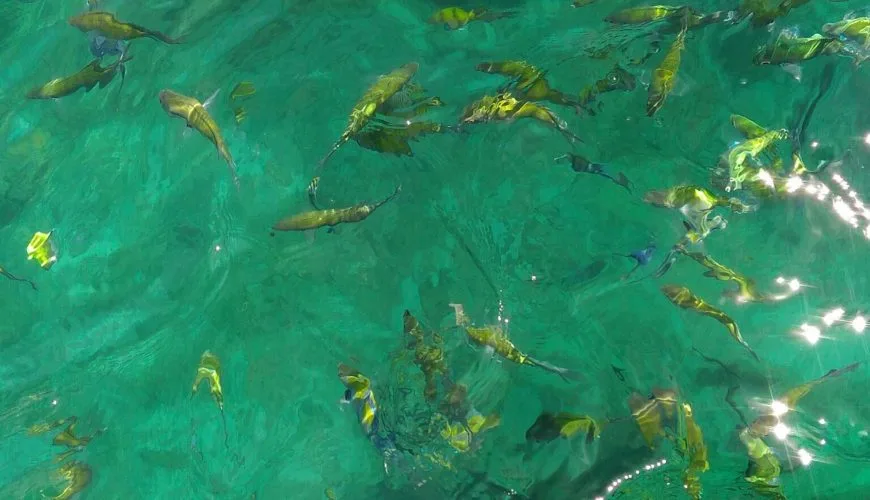 Tropical reef fish in clear water near Krabi